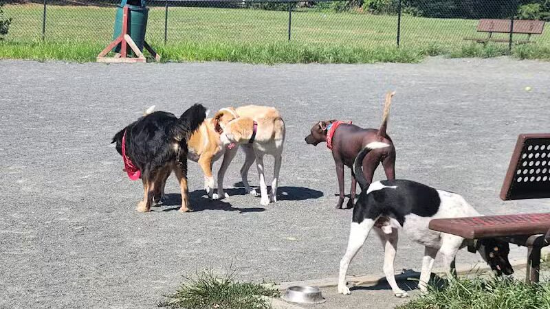 Mason District Off-Leash Dog Park - Annandale,