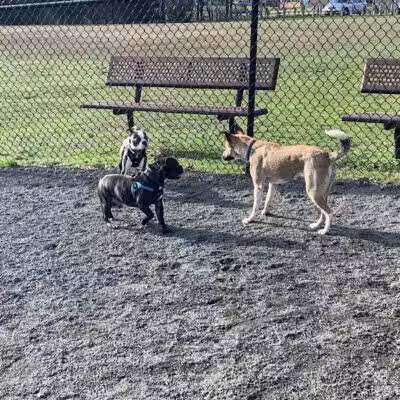 Mason District Off-Leash Dog Park - Annandale,