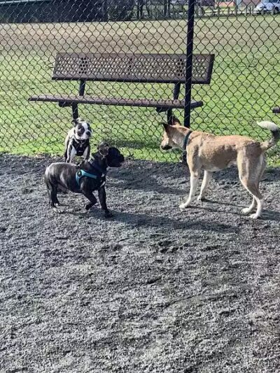 Mason District Off-Leash Dog Park - Annandale,