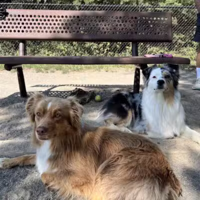 Mason District Off-Leash Dog Park - Annandale,