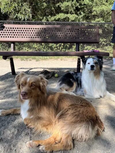 Mason District Off-Leash Dog Park - Annandale,