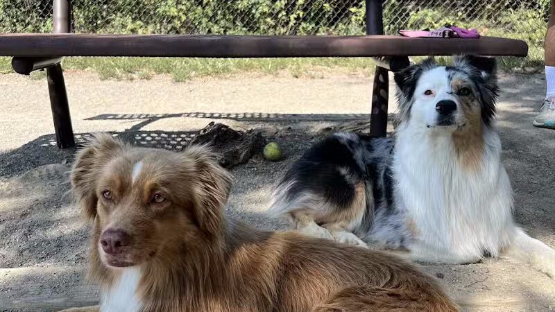 Mason District Off-Leash Dog Park - Annandale,