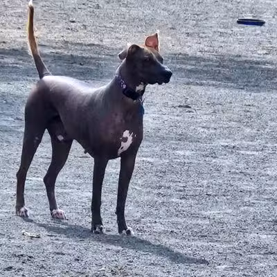 Mason District Off-Leash Dog Park - Annandale,