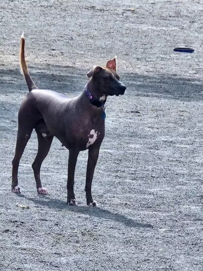 Mason District Off-Leash Dog Park - Annandale,