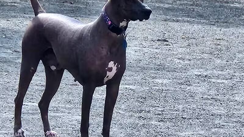 Mason District Off-Leash Dog Park - Annandale,