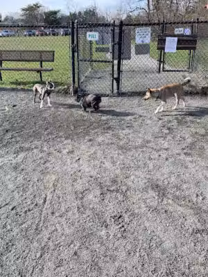 Mason District Off-Leash Dog Park - Annandale, VA