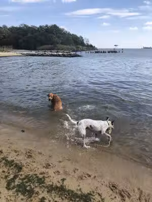 Quiet Waters Dog Beach - Annapolis, MD