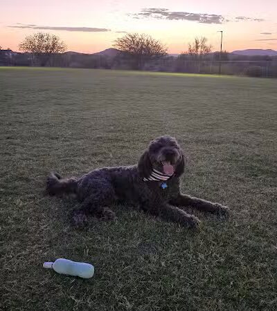 Anthem Dog Park (membership required) - Anthem, AZ
