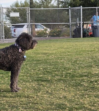 Anthem Dog Park (membership required) - Anthem, AZ