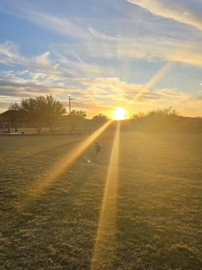 Anthem Dog Park (membership required) - Anthem, AZ