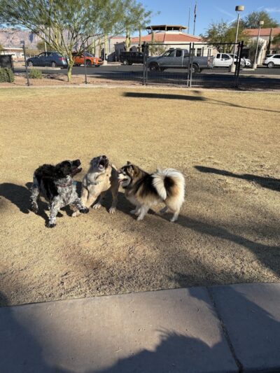 Dutchman Dog Park - Apache Junction, AZ