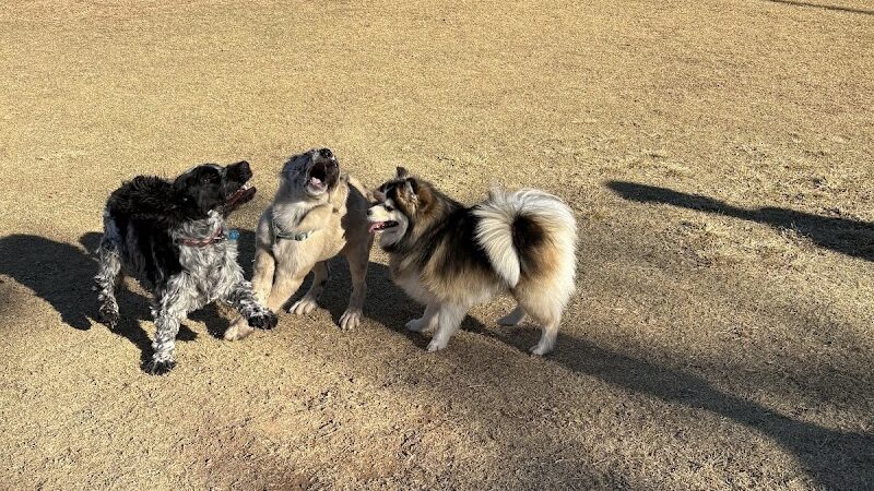 Dutchman Dog Park - Apache Junction, AZ
