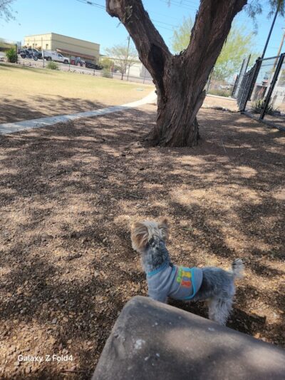Dutchman Dog Park - Apache Junction, AZ