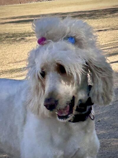 Dutchman Dog Park - Apache Junction, AZ