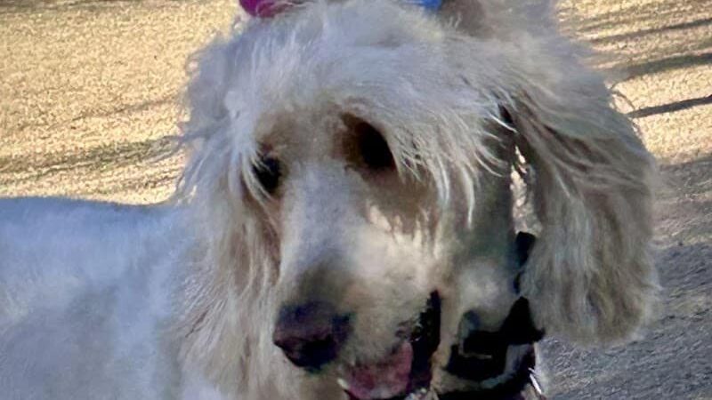 Dutchman Dog Park - Apache Junction, AZ