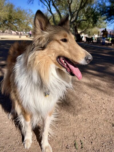 Dutchman Dog Park - Apache Junction, AZ