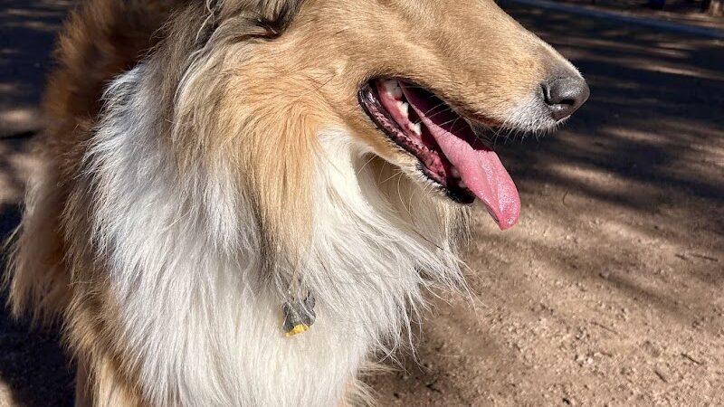 Dutchman Dog Park - Apache Junction, AZ