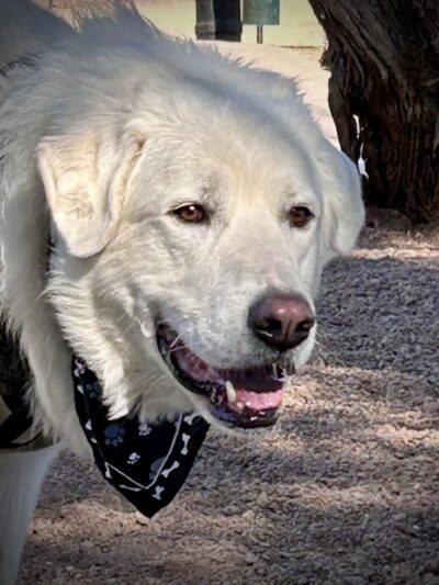 Dutchman Dog Park - Apache Junction, AZ