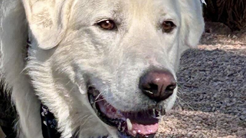 Dutchman Dog Park - Apache Junction, AZ