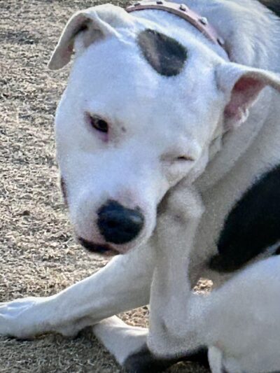 Dutchman Dog Park - Apache Junction, AZ