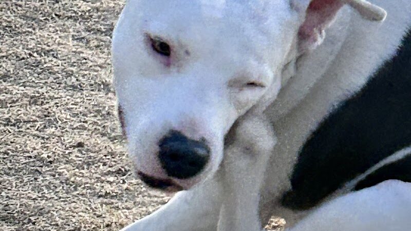 Dutchman Dog Park - Apache Junction, AZ