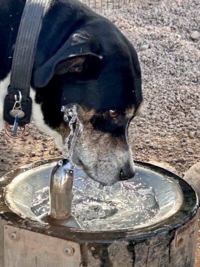 Dutchman Dog Park - Apache Junction, AZ