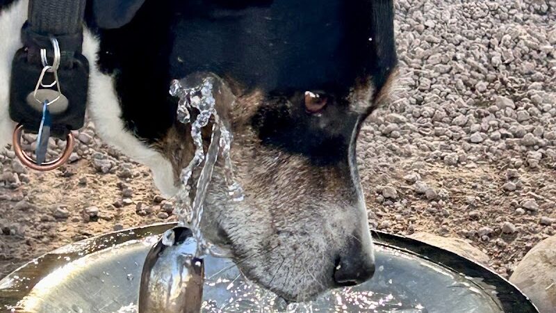 Dutchman Dog Park - Apache Junction, AZ