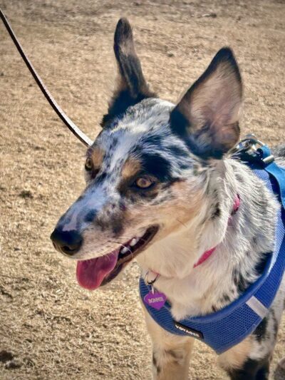 Dutchman Dog Park - Apache Junction, AZ