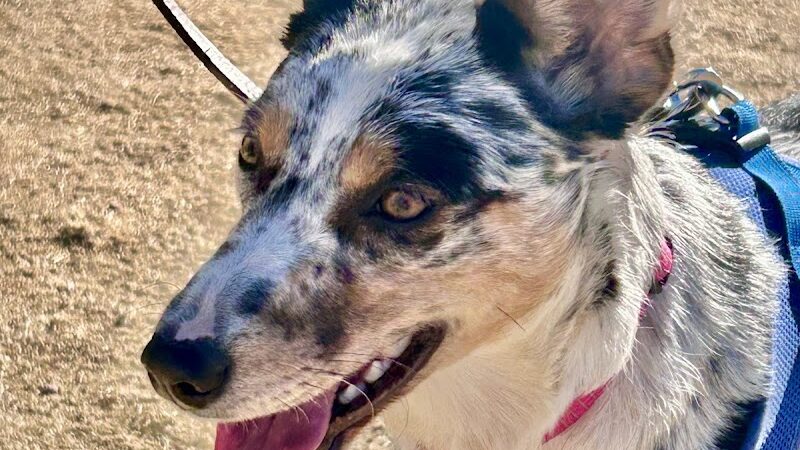 Dutchman Dog Park - Apache Junction, AZ