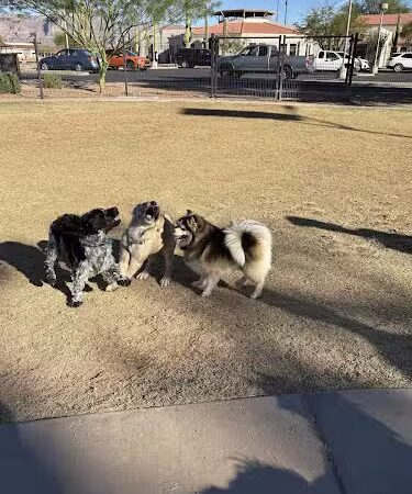 Dutchman Dog Park - Apache Junction, AZ