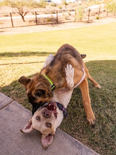Ruff Ranch Dog Park at Painted Sky Park - Apache Junction, AZ