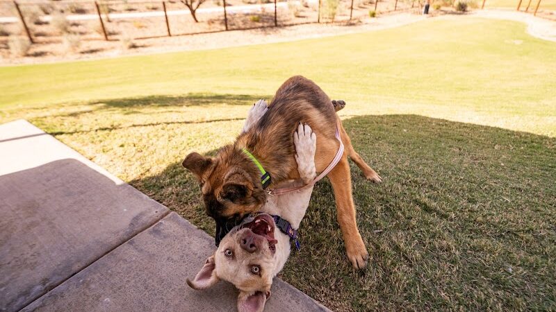 Ruff Ranch Dog Park at Painted Sky Park - Apache Junction, AZ