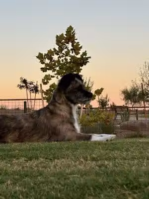 Ruff Ranch Dog Park at Painted Sky Park - Apache Junction, AZ