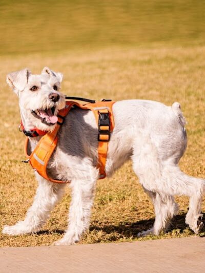 Ruff Ranch Dog Park at Painted Sky Park - Apache Junction, AZ