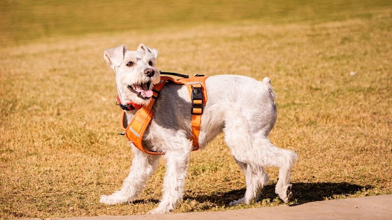 Ruff Ranch Dog Park at Painted Sky Park - Apache Junction, AZ