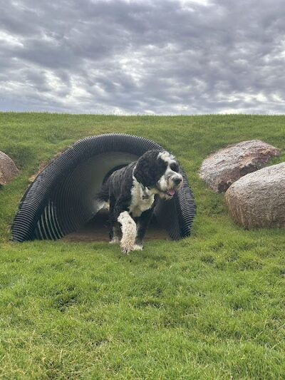 Ruff Ranch Dog Park at Painted Sky Park - Apache Junction, AZ