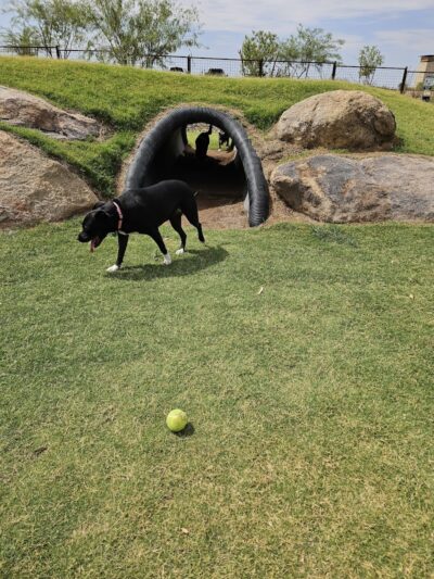 Ruff Ranch Dog Park at Painted Sky Park - Apache Junction, AZ