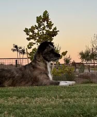 Ruff Ranch Dog Park at Painted Sky Park - Apache Junction, AZ