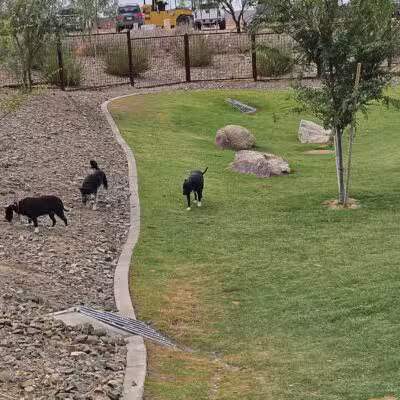 Ruff Ranch Dog Park at Painted Sky Park - Apache Junction, AZ