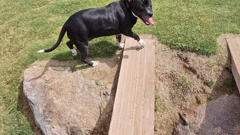Ruff Ranch Dog Park at Painted Sky Park - Apache Junction, AZ