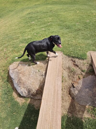 Ruff Ranch Dog Park at Painted Sky Park - Apache Junction, AZ