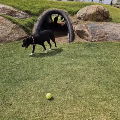 Ruff Ranch Dog Park at Painted Sky Park - Apache Junction, AZ