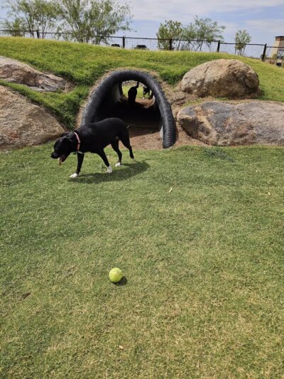 Ruff Ranch Dog Park at Painted Sky Park - Apache Junction, AZ