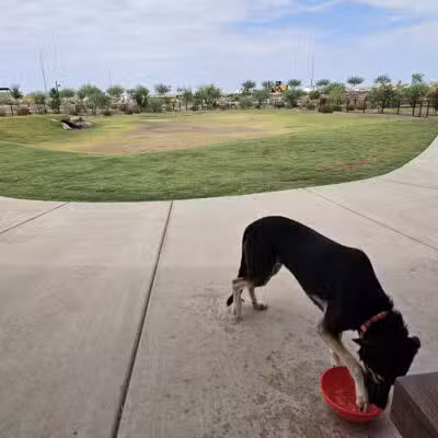 Ruff Ranch Dog Park at Painted Sky Park - Apache Junction, AZ
