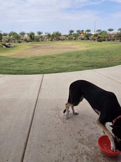 Ruff Ranch Dog Park at Painted Sky Park - Apache Junction, AZ