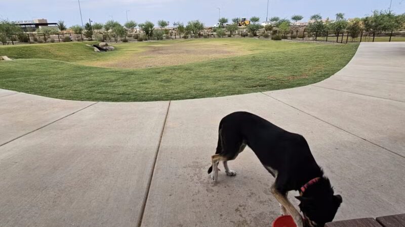 Ruff Ranch Dog Park at Painted Sky Park - Apache Junction, AZ