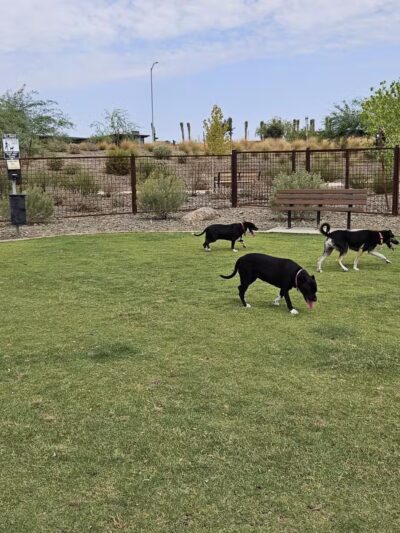 Ruff Ranch Dog Park at Painted Sky Park - Apache Junction, AZ