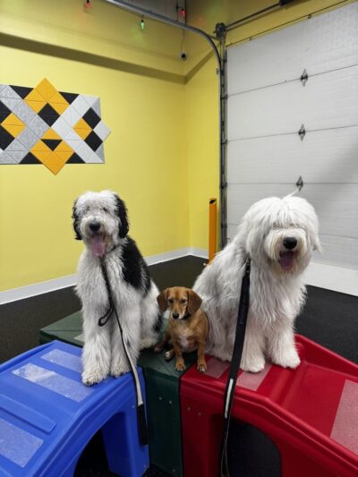 Anytime Puppy Playground - Apple Valley, MN