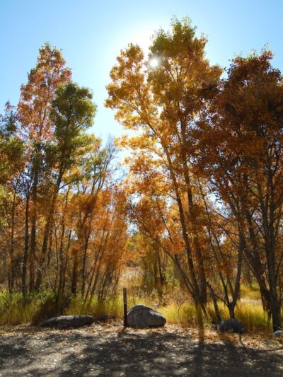 Navajo State Park - Arboles, CO