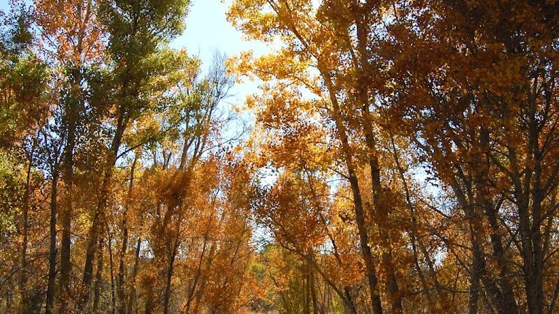 Navajo State Park - Arboles, CO